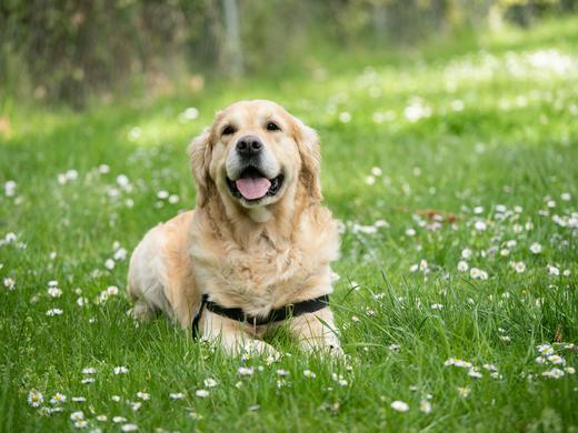 Urlaub mit Hund in Kärnten: Alpenhotel Wanderniki Urlaub mit Hund in Kärnten: Alpenhotel Wanderniki