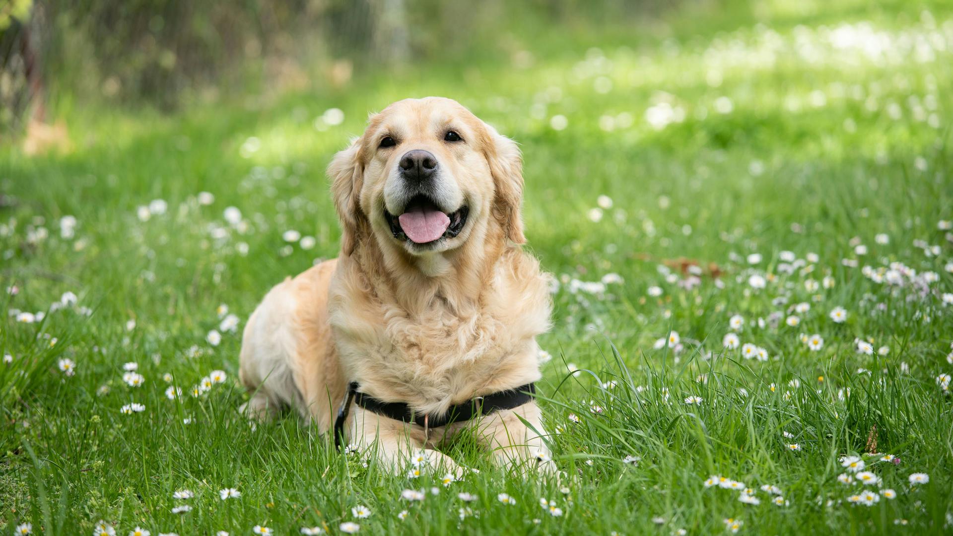 Urlaub mit Hund in Kärnten: Alpenhotel Wanderniki Urlaub mit Hund in Kärnten: Alpenhotel Wanderniki