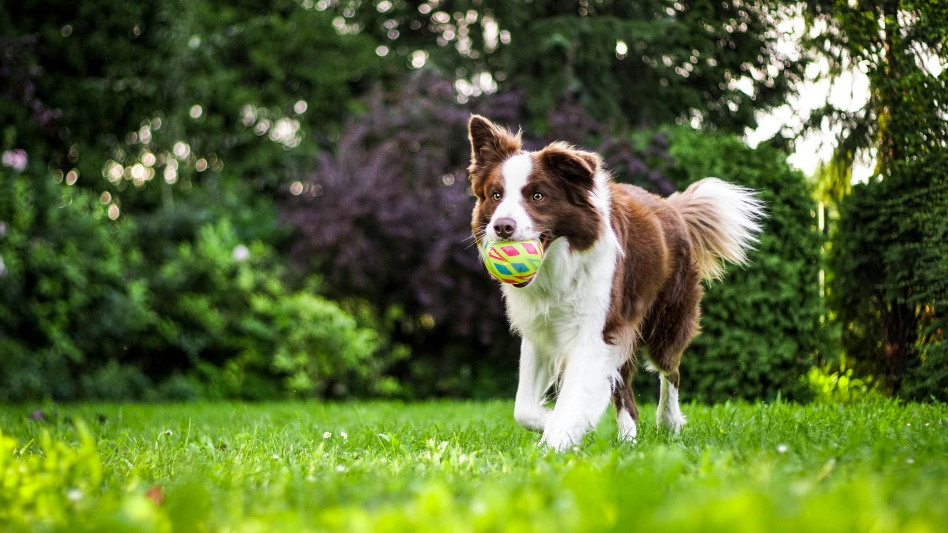 Urlaub mit Hund in Kärnten: Alpenhotel Wanderniki Urlaub mit Hund in Kärnten: Alpenhotel Wanderniki