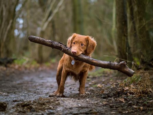 Urlaub mit Hund in Kärnten: Alpenhotel Wanderniki Urlaub mit Hund in Kärnten: Alpenhotel Wanderniki