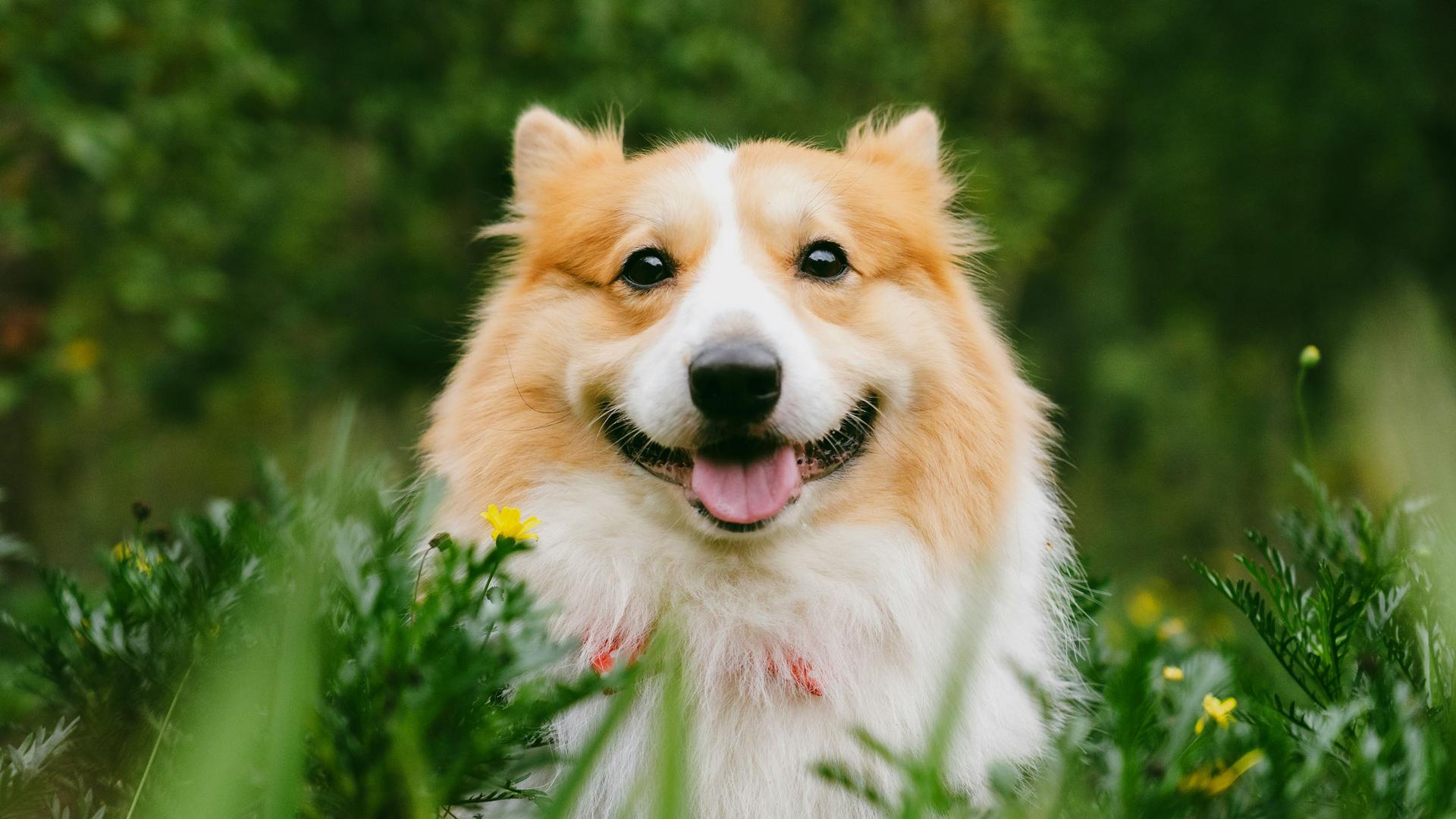 Urlaub mit Hund in Kärnten: Alpenhotel Wanderniki Urlaub mit Hund in Kärnten: Alpenhotel Wanderniki
