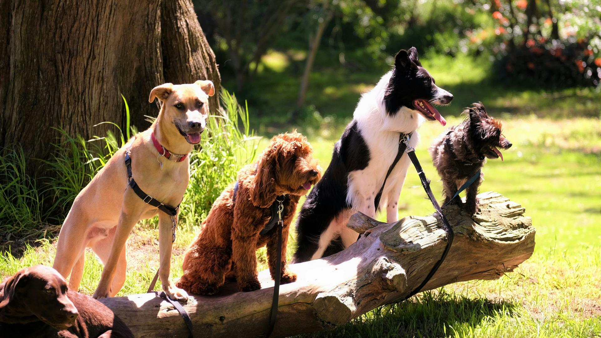 Urlaub mit Hund in Kärnten: Alpenhotel Wanderniki Urlaub mit Hund in Kärnten: Alpenhotel Wanderniki
